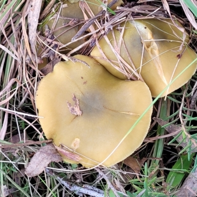 Cortinarius sp. (Cortinarius) at The Pinnacle - 2 Jun 2022 by trevorpreston