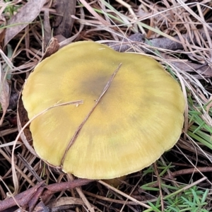 Cortinarius sp. at Weetangera, ACT - 2 Jun 2022