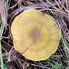 Cortinarius sp. at Weetangera, ACT - 2 Jun 2022