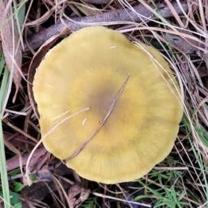 Cortinarius sp. at Weetangera, ACT - 2 Jun 2022