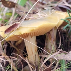 Cortinarius sp. at Weetangera, ACT - 2 Jun 2022