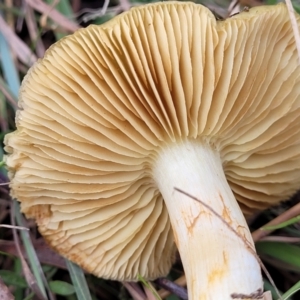 Cortinarius sp. at Weetangera, ACT - 2 Jun 2022