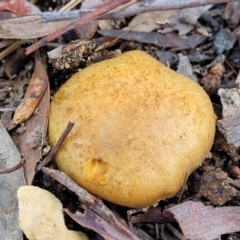 Cortinarius sp. (Cortinarius) at Weetangera, ACT - 2 Jun 2022 by trevorpreston