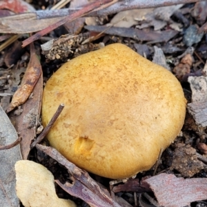 Cortinarius sp. at Weetangera, ACT - 2 Jun 2022