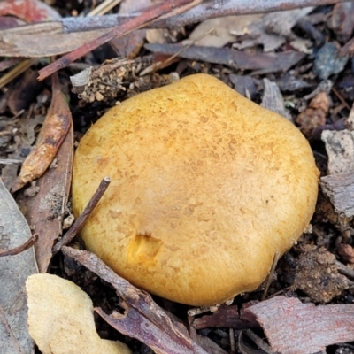 Cortinarius sp. (Cortinarius) at The Pinnacle - 2 Jun 2022 by trevorpreston