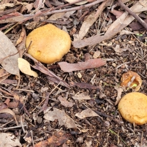 Cortinarius sp. at Weetangera, ACT - 2 Jun 2022