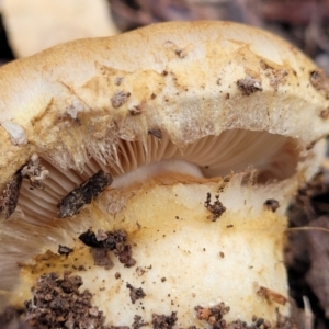 Cortinarius sp. at Weetangera, ACT - 2 Jun 2022