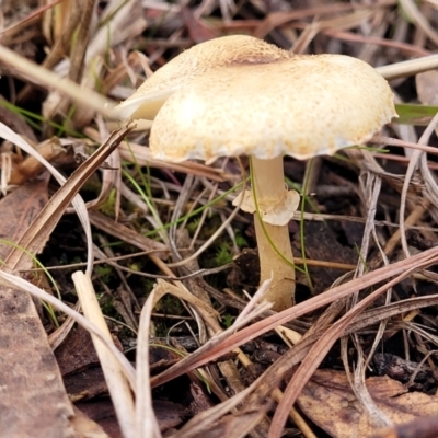 Lepiota s.l. at Weetangera, ACT - 2 Jun 2022 by trevorpreston