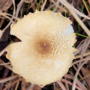 Lepiota s.l. at Weetangera, ACT - 2 Jun 2022