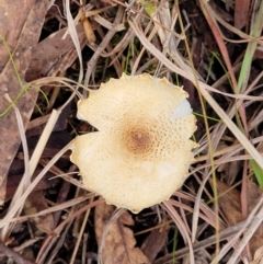 Lepiota s.l. at Weetangera, ACT - 2 Jun 2022