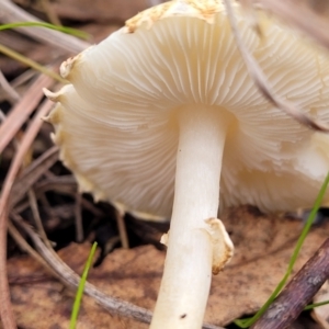 Lepiota s.l. at Weetangera, ACT - 2 Jun 2022