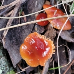 Hygrocybe sp. (Hygrocybe) at Weetangera, ACT - 2 Jun 2022 by trevorpreston