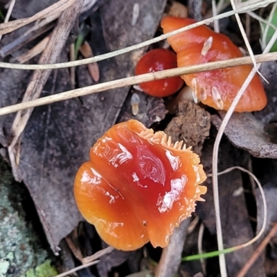 Hygrocybe sp. (Hygrocybe) at Weetangera, ACT - 2 Jun 2022 by trevorpreston