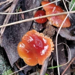 Hygrocybe sp. at Weetangera, ACT - 2 Jun 2022