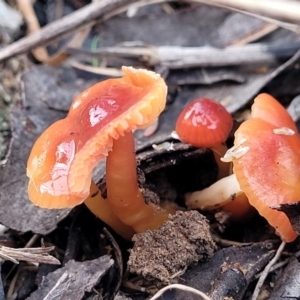 Hygrocybe sp. at Weetangera, ACT - 2 Jun 2022