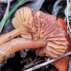 Hygrocybe sp. at Weetangera, ACT - 2 Jun 2022 03:50 PM