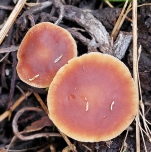 Collybia s.l. at Weetangera, ACT - 2 Jun 2022 03:52 PM