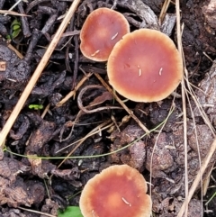 Collybia s.l. at Weetangera, ACT - 2 Jun 2022 03:52 PM