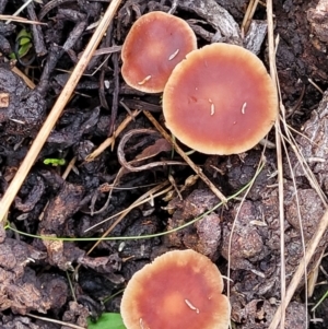 Collybia s.l. at Weetangera, ACT - 2 Jun 2022 03:52 PM