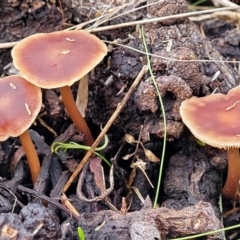 Collybia s.l. at Weetangera, ACT - 2 Jun 2022 03:52 PM