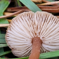 Collybia s.l. at Weetangera, ACT - 2 Jun 2022 03:52 PM