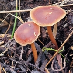 Collybia s.l. at Weetangera, ACT - 2 Jun 2022 03:52 PM