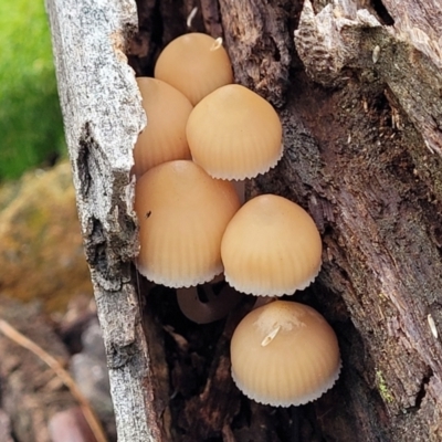 Mycena sp. (Mycena) at The Pinnacle - 2 Jun 2022 by trevorpreston