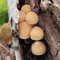 Mycena sp. (Mycena) at The Pinnacle - 2 Jun 2022 by trevorpreston