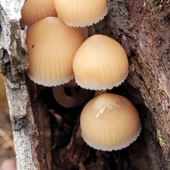 Mycena sp. at Weetangera, ACT - 2 Jun 2022