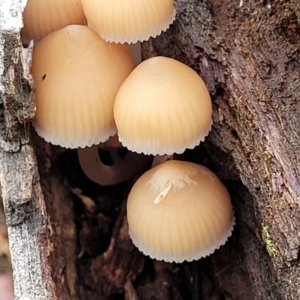 Mycena sp. at Weetangera, ACT - 2 Jun 2022