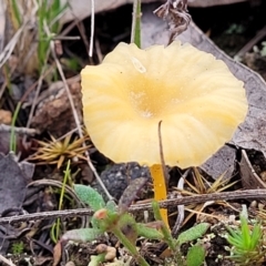 Lichenomphalia chromacea (Yellow Navel) at Weetangera, ACT - 2 Jun 2022 by trevorpreston