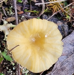 Lichenomphalia chromacea at Weetangera, ACT - 2 Jun 2022