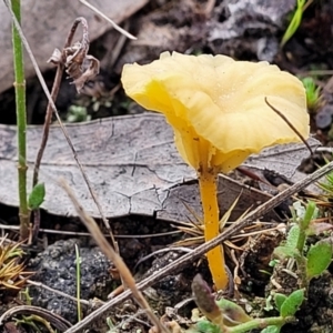 Lichenomphalia chromacea at Weetangera, ACT - 2 Jun 2022