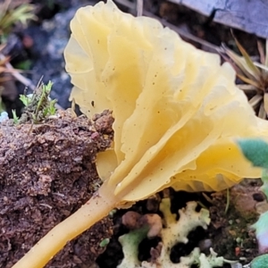 Lichenomphalia chromacea at Weetangera, ACT - 2 Jun 2022