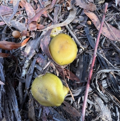 Dermocybe austroveneta (Green Skinhead) at Jacka, ACT - 2 Jun 2022 by SimoneC