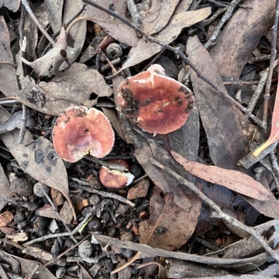 Russula sp. (Russula) at Jacka, ACT - 2 Jun 2022 by SimoneC