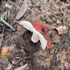 Russula sp. (genus) at Jacka, ACT - 2 Jun 2022 12:00 PM