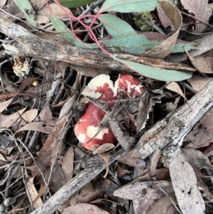 Russula sp. (genus) at Jacka, ACT - 2 Jun 2022 12:00 PM