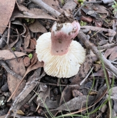 Russula sp. at Jacka, ACT - 2 Jun 2022