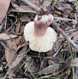 Russula sp. (genus) at Jacka, ACT - 2 Jun 2022 12:00 PM