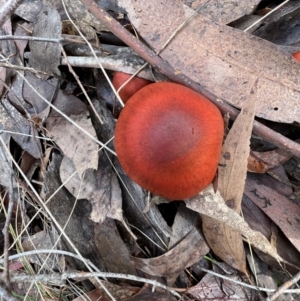 Cortinarius persplendidus at Jacka, ACT - 2 Jun 2022