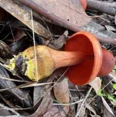 Cortinarius persplendidus at Jacka, ACT - 2 Jun 2022