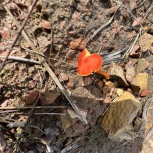 Hygrocybe sp. ‘red’ at Jacka, ACT - 2 Jun 2022