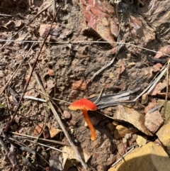 Hygrocybe sp. ‘red’ at Jacka, ACT - 2 Jun 2022 12:24 PM