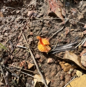 Hygrocybe sp. ‘red’ at Jacka, ACT - 2 Jun 2022