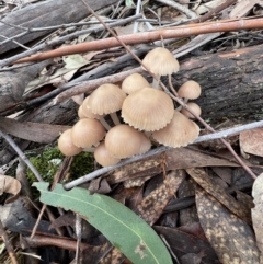 Mycena sp. (genus) (Mycena) at Jacka, ACT - 2 Jun 2022 by SimoneC