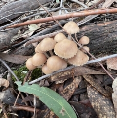 Mycena sp. (Mycena) at Jacka, ACT - 2 Jun 2022 by SimoneC