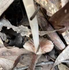 Mycena sp. at Jacka, ACT - 2 Jun 2022