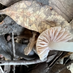 Mycena sp. at Jacka, ACT - 2 Jun 2022 12:13 PM