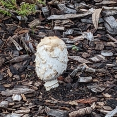 Coprinus comatus (Shaggy Ink Cap) at Mount Ainslie to Black Mountain - 2 Jun 2022 by abread111